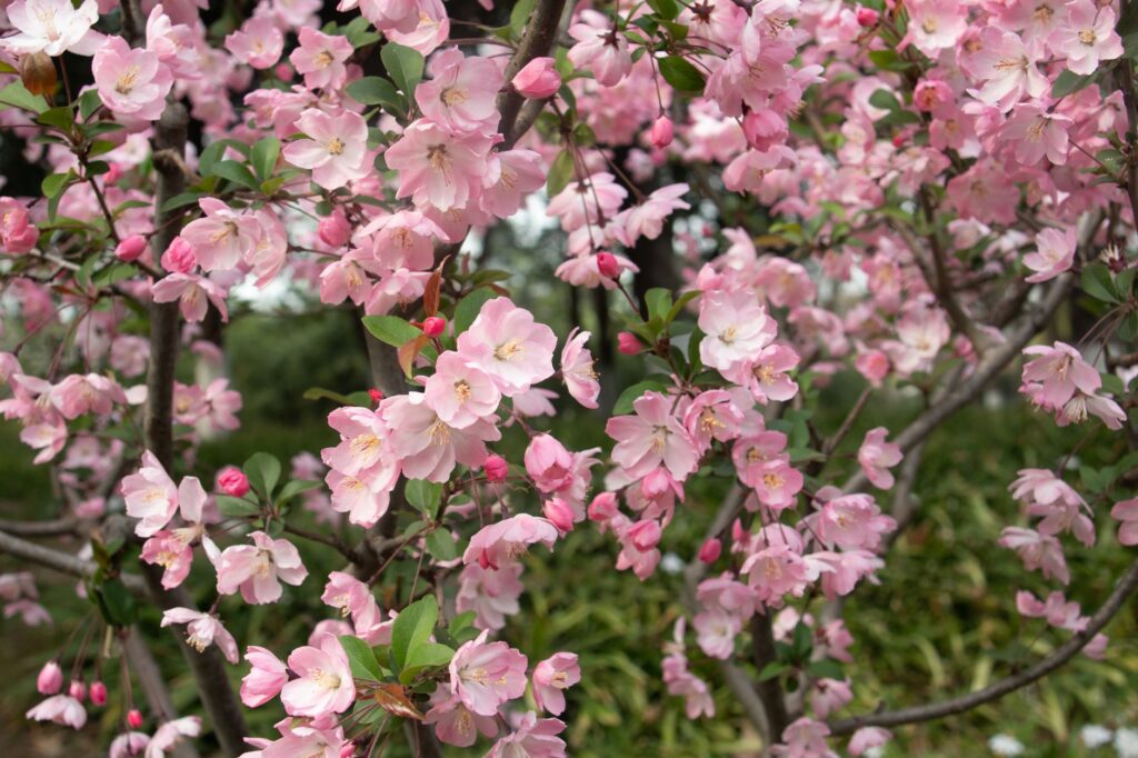Beautiful pink sakura blossoms in full bloom in a Nanjing park during spring.